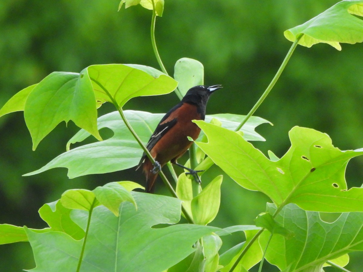 Orchard Oriole - ML618645932
