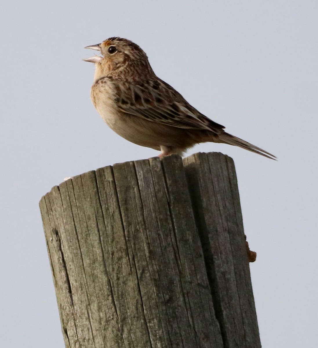 Grasshopper Sparrow - ML618645975