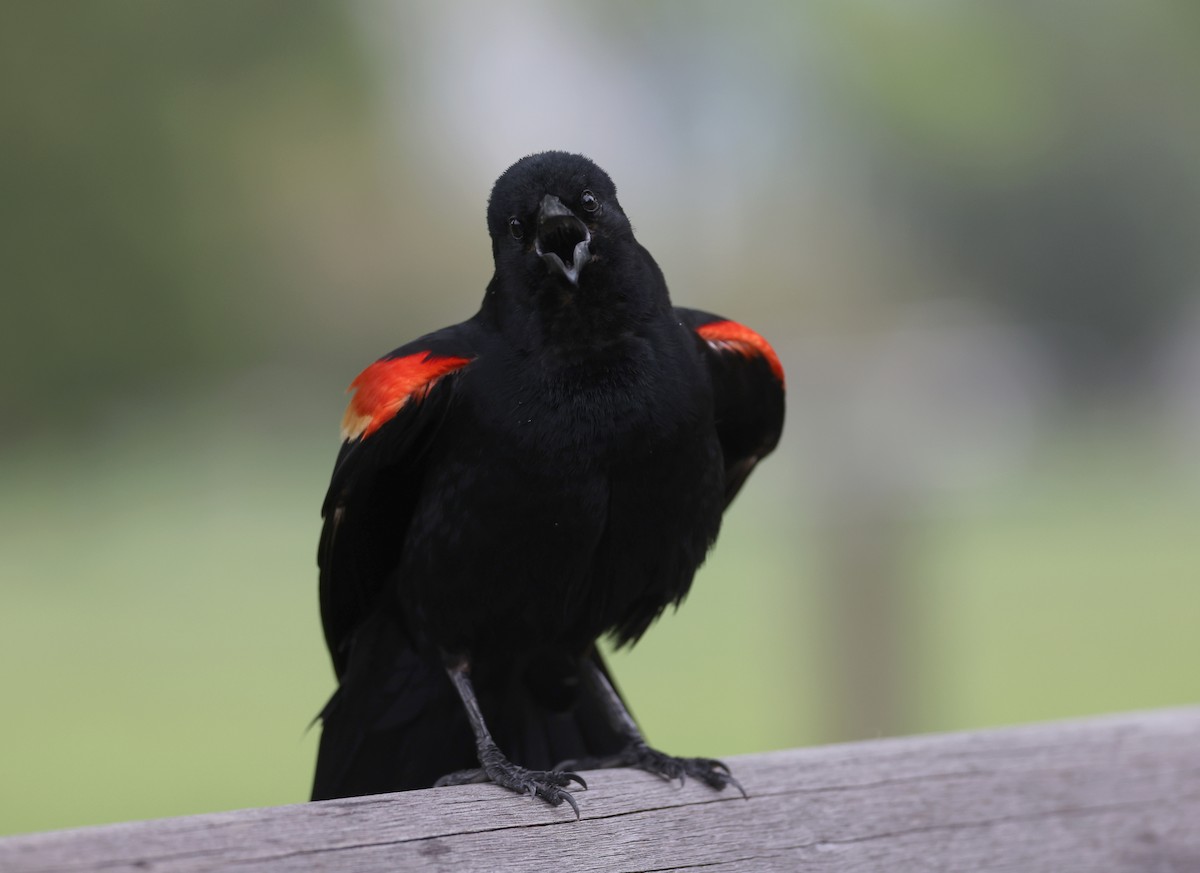 Red-winged Blackbird - ML618645992