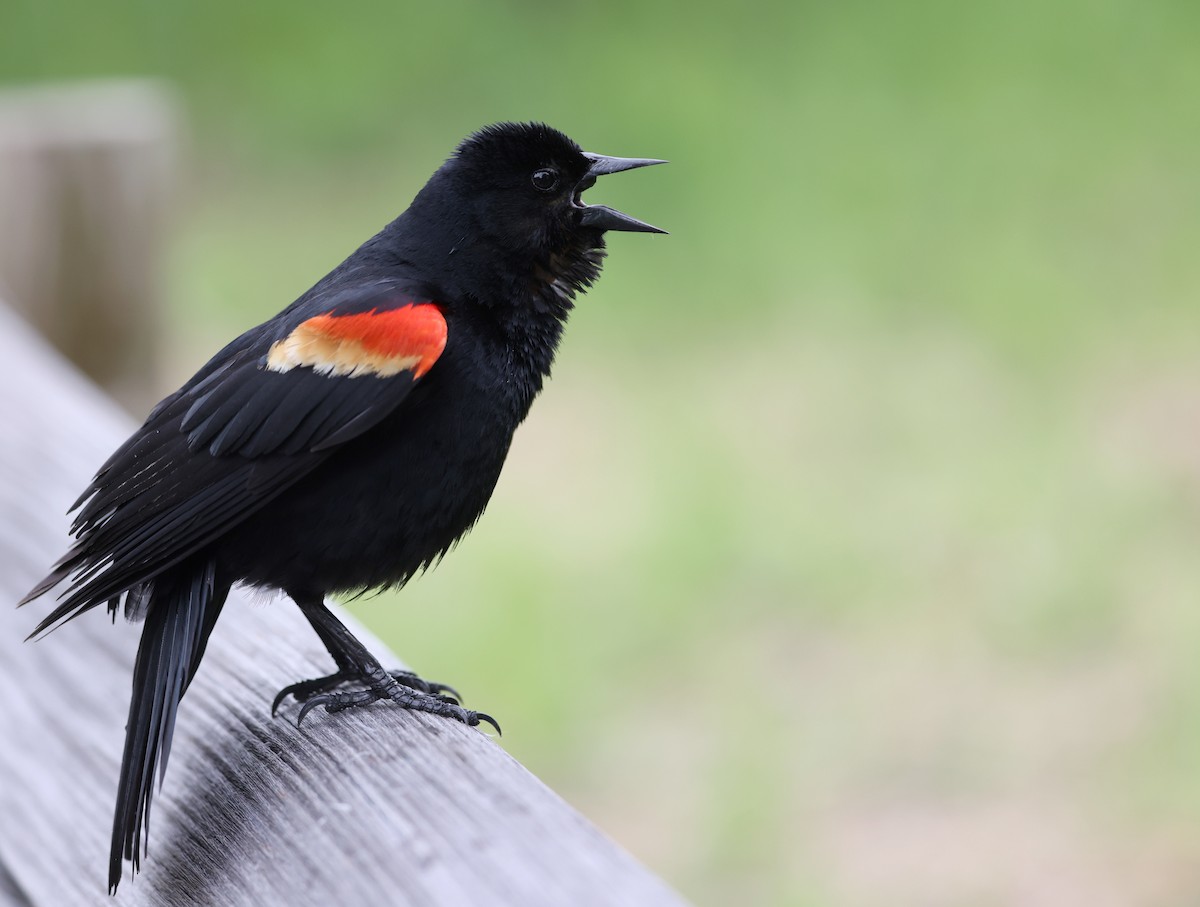 Red-winged Blackbird - ML618645998