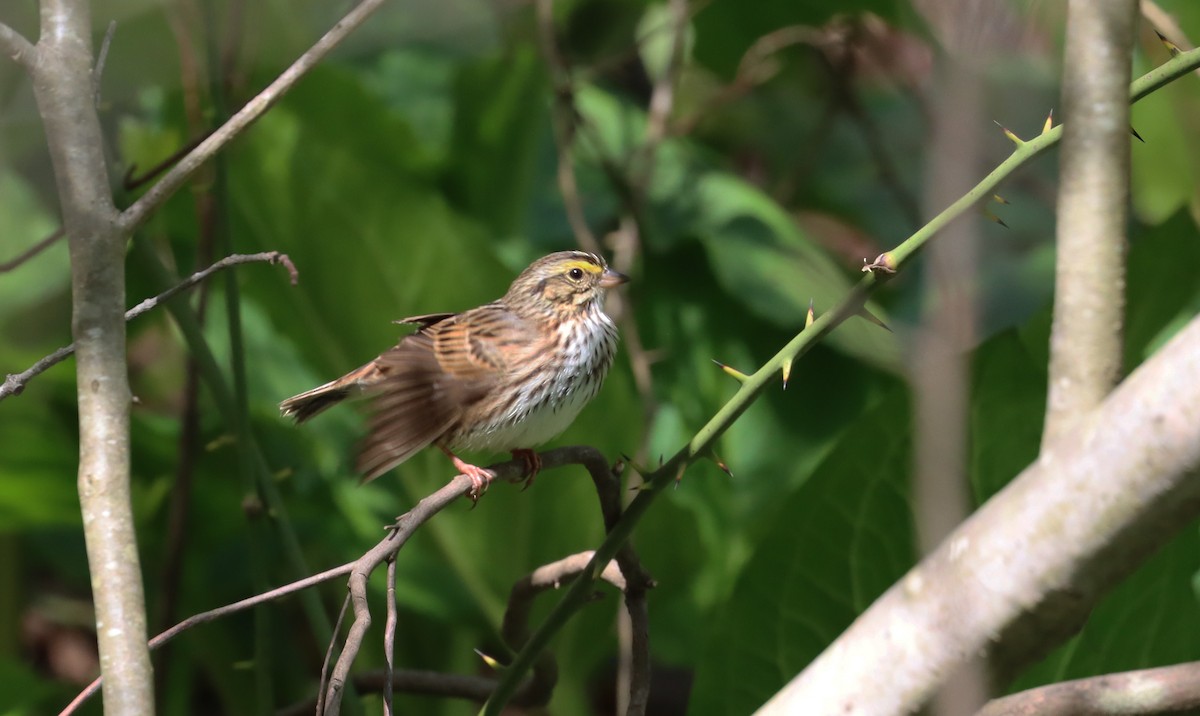 Savannah Sparrow - ML618645999