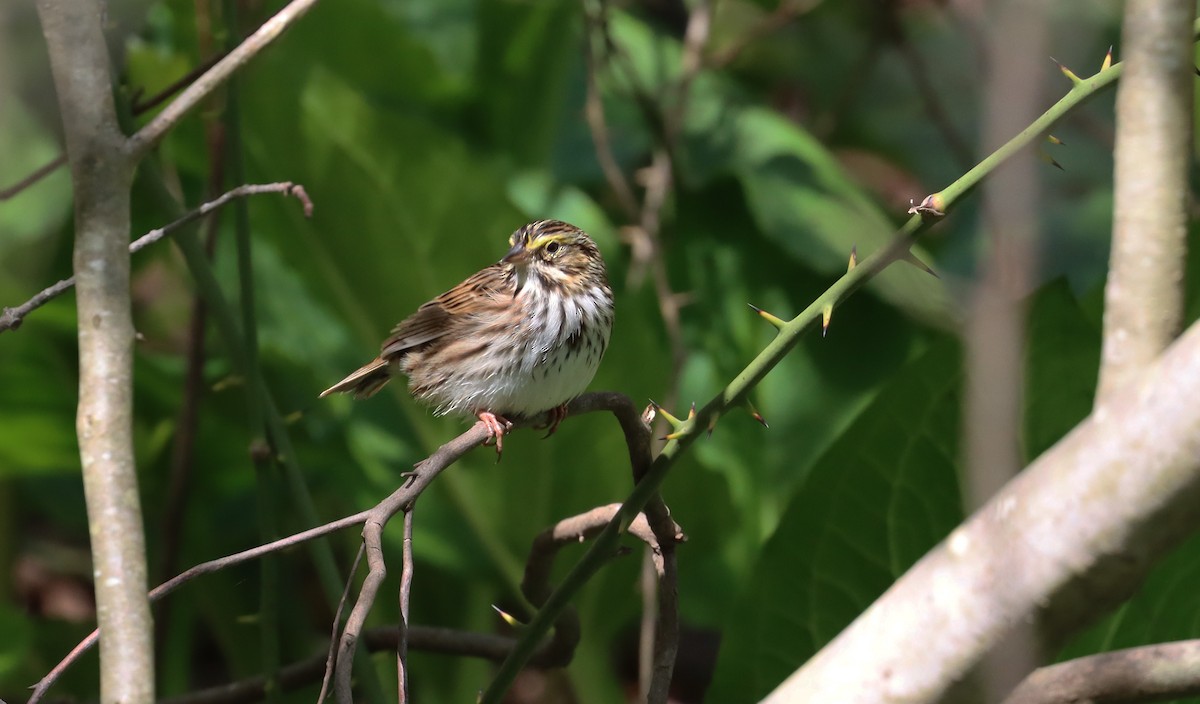 Savannah Sparrow - ML618646029