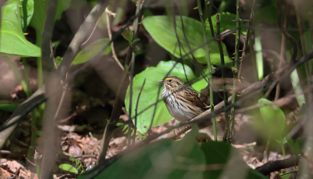 Savannah Sparrow - ML618646051