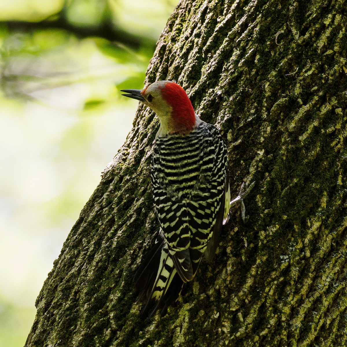 Red-bellied Woodpecker - Steve Solnick