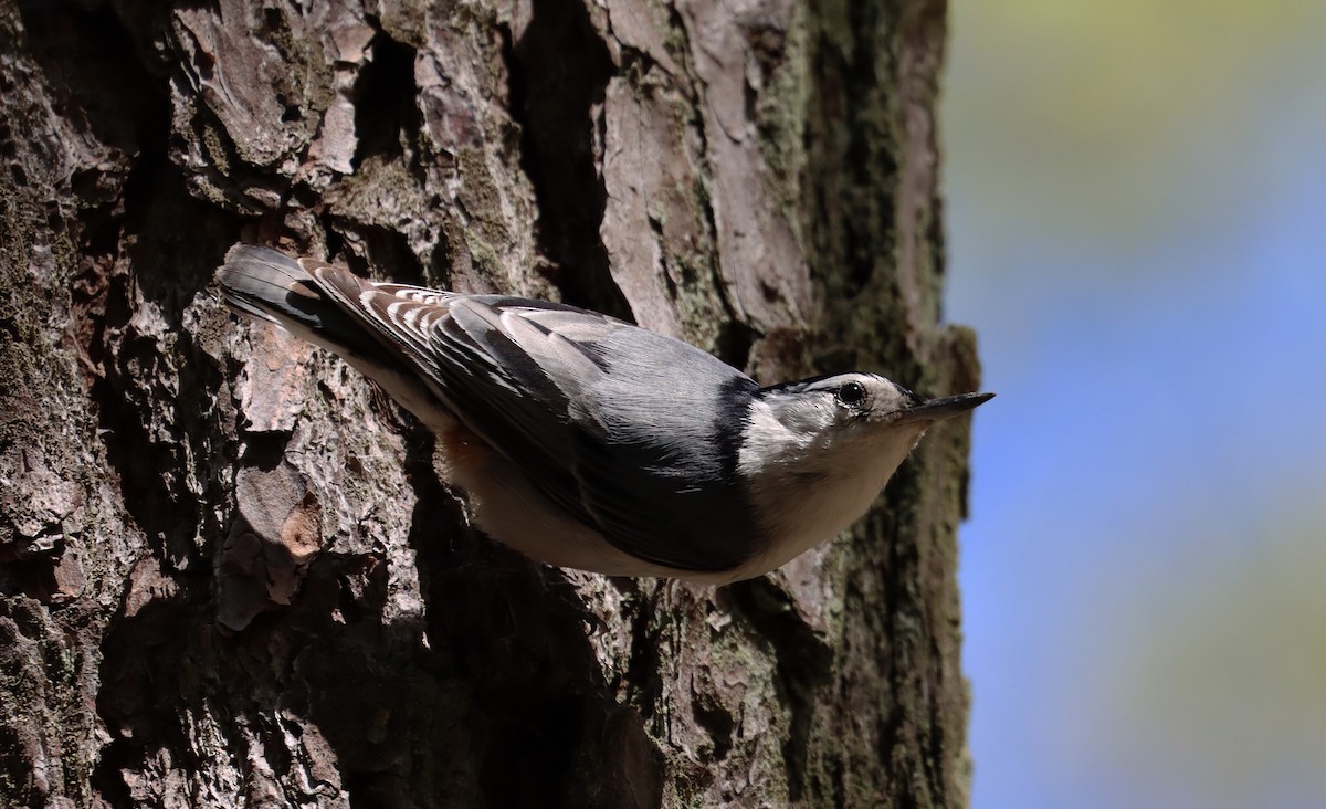White-breasted Nuthatch - ML618646073