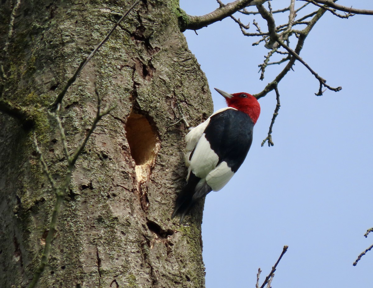 Red-headed Woodpecker - ML618646085