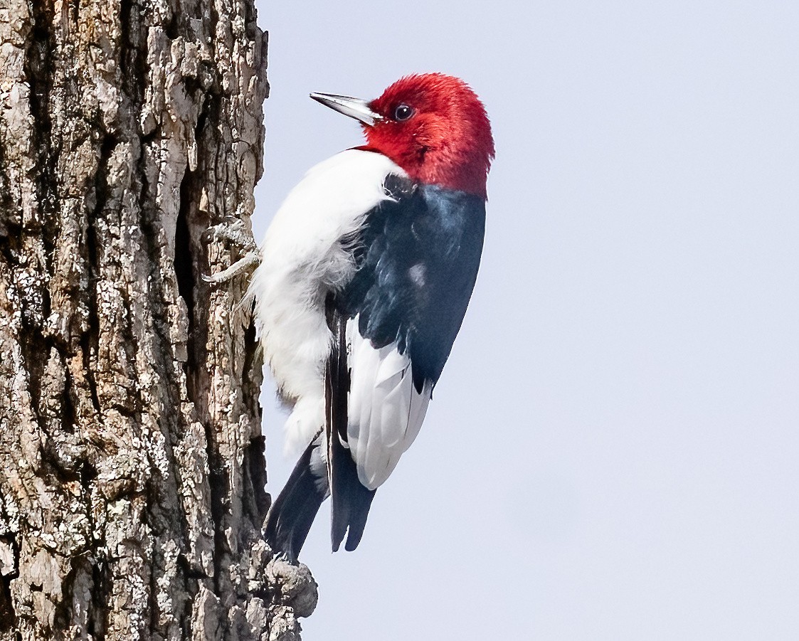 Red-headed Woodpecker - ML618646106