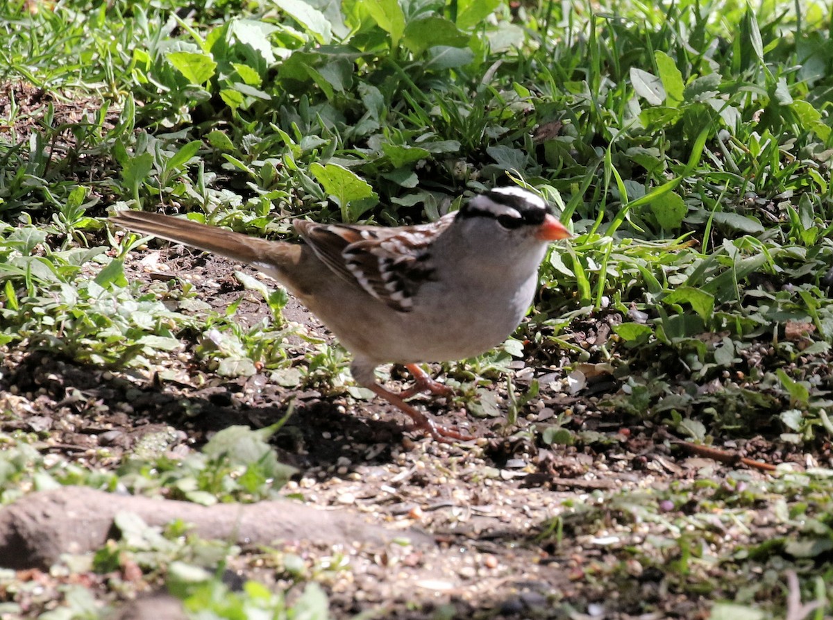 White-crowned Sparrow - ML618646111