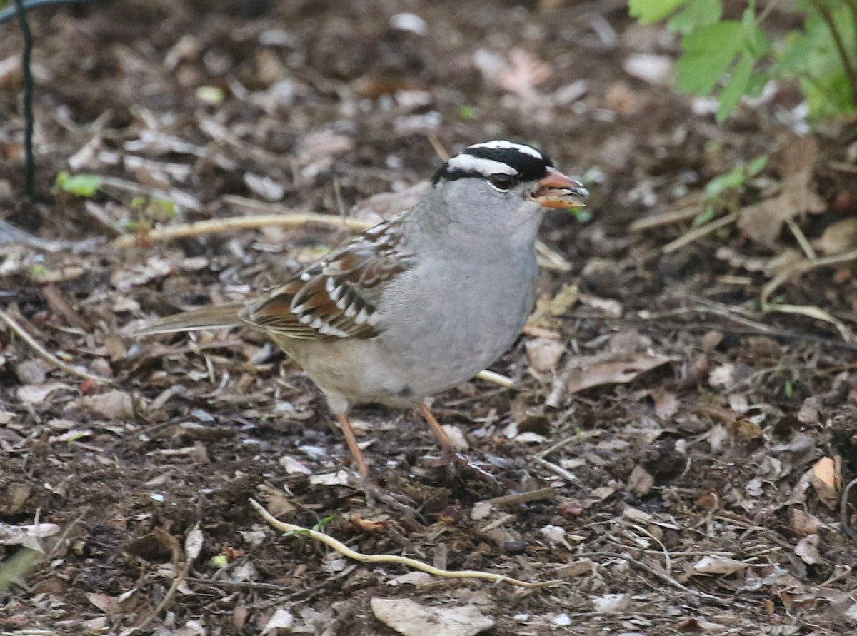White-crowned Sparrow - ML618646112