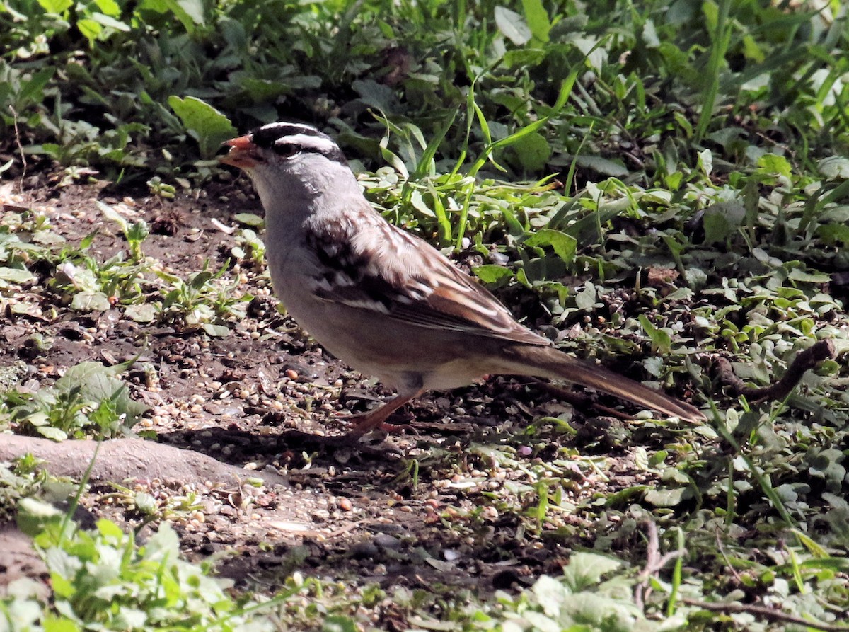 White-crowned Sparrow - ML618646113