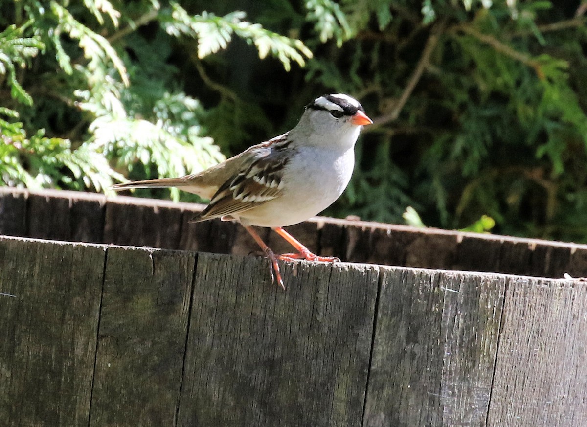 White-crowned Sparrow - ML618646114