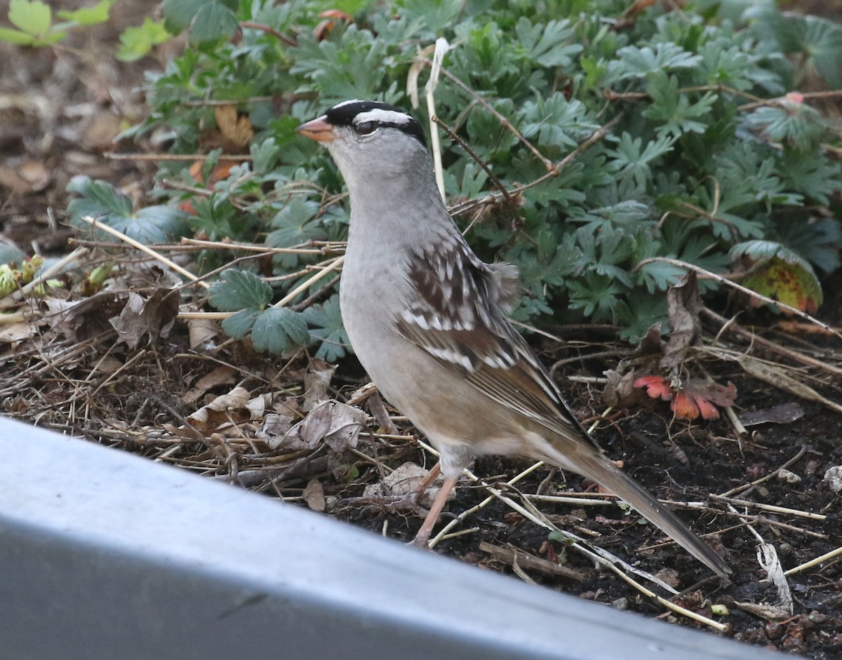 White-crowned Sparrow - ML618646115