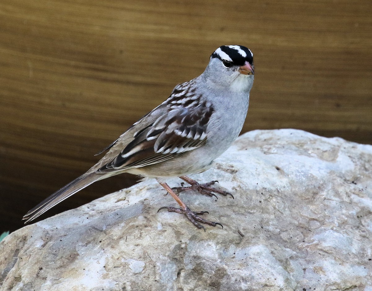 White-crowned Sparrow - ML618646116