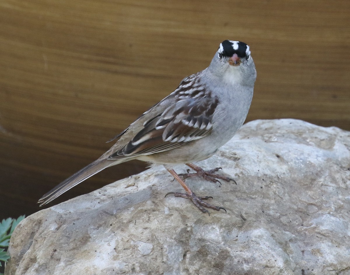 White-crowned Sparrow - ML618646117