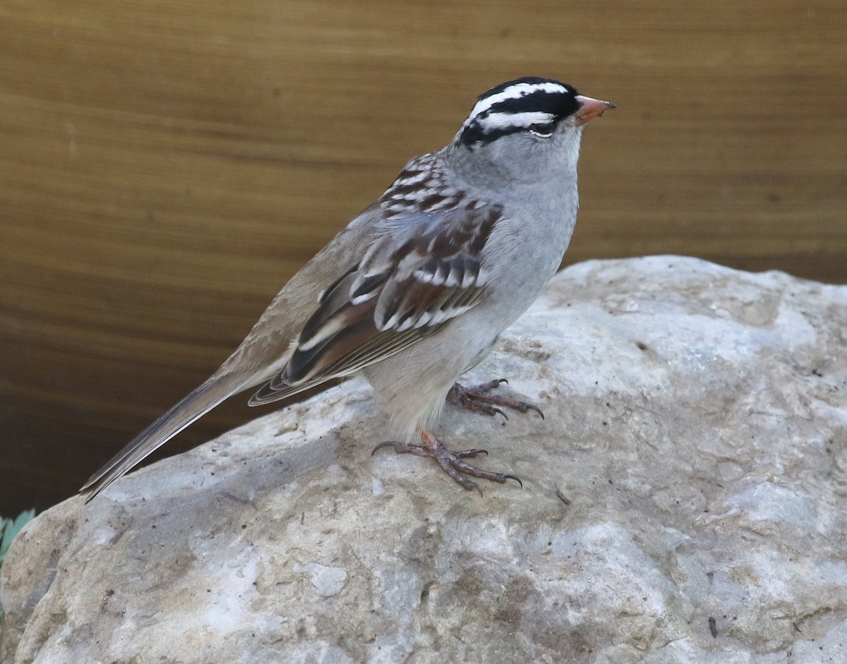 White-crowned Sparrow - ML618646118