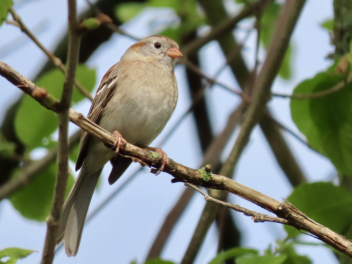 Field Sparrow - ML618646120