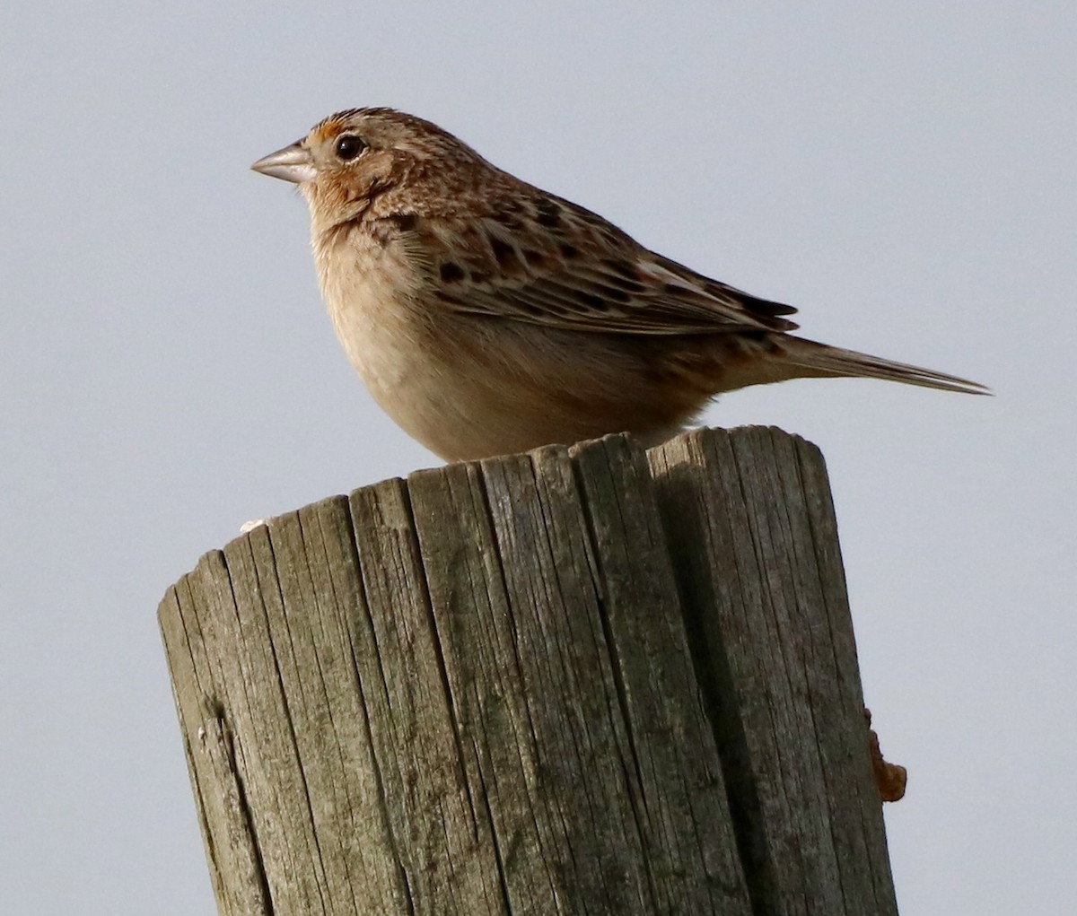 Grasshopper Sparrow - ML618646126