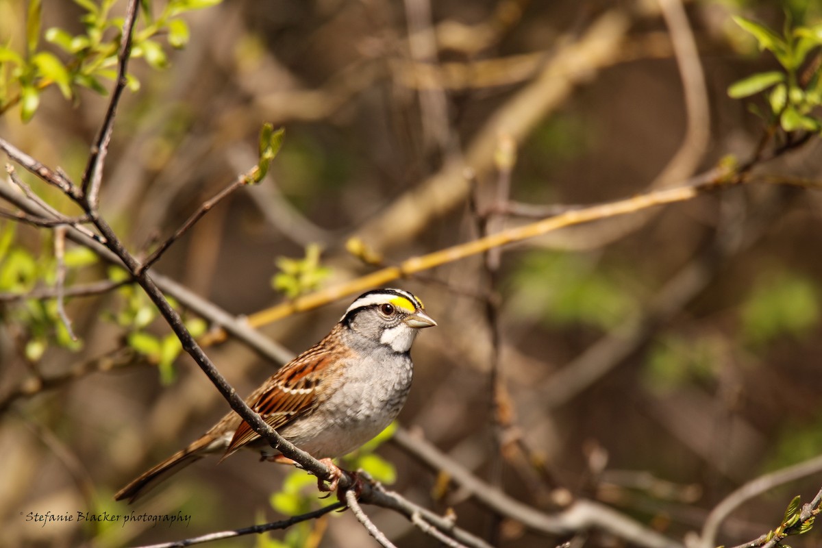 White-throated Sparrow - ML618646142