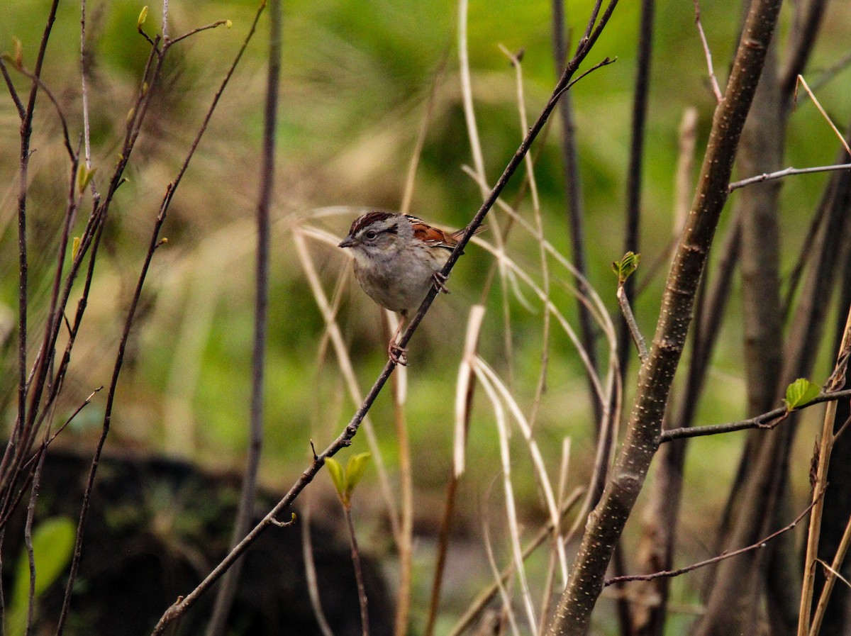 Swamp Sparrow - ML618646148