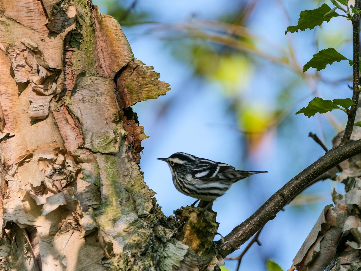 Black-and-white Warbler - ML618646151