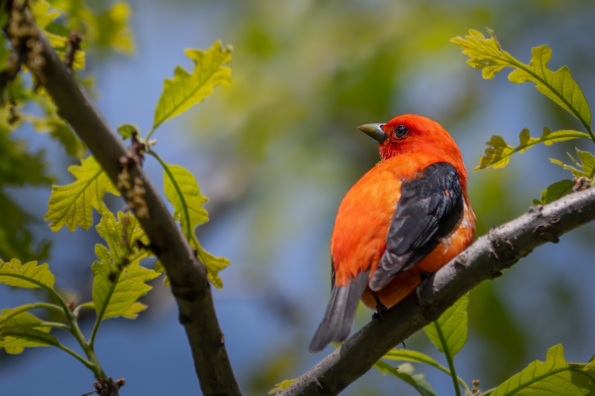 Scarlet Tanager - ML618646155