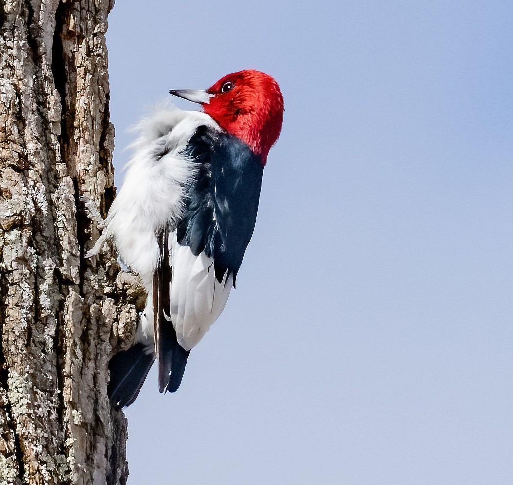 Red-headed Woodpecker - ML618646158
