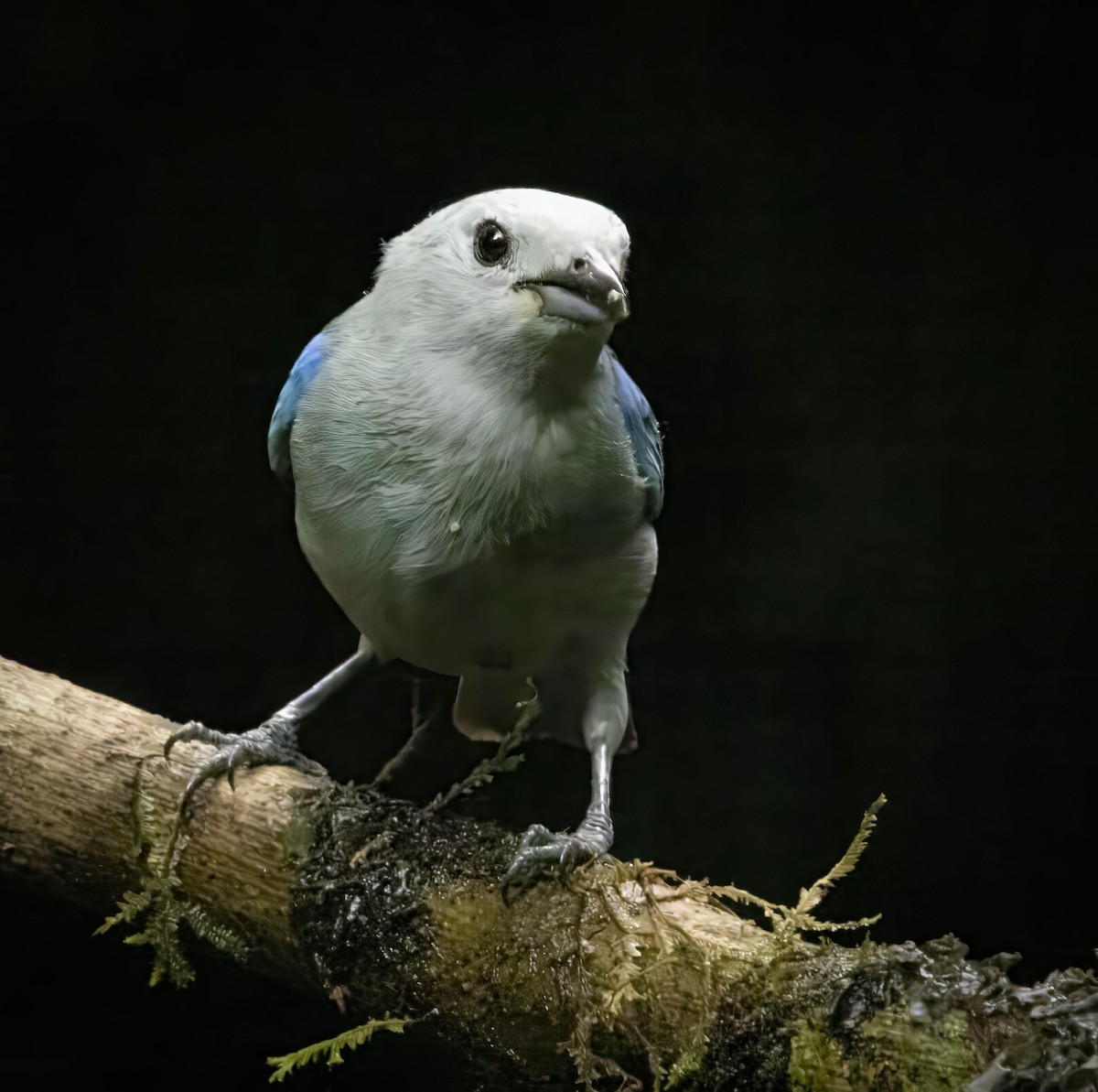Blue-gray Tanager - ML618646181