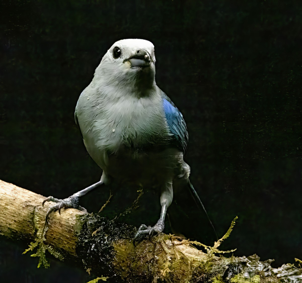 Blue-gray Tanager - ML618646182