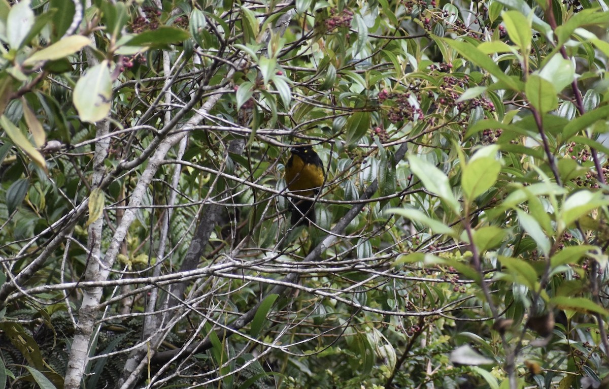 Lacrimose Mountain Tanager (palpebrosus Group) - ML618646185