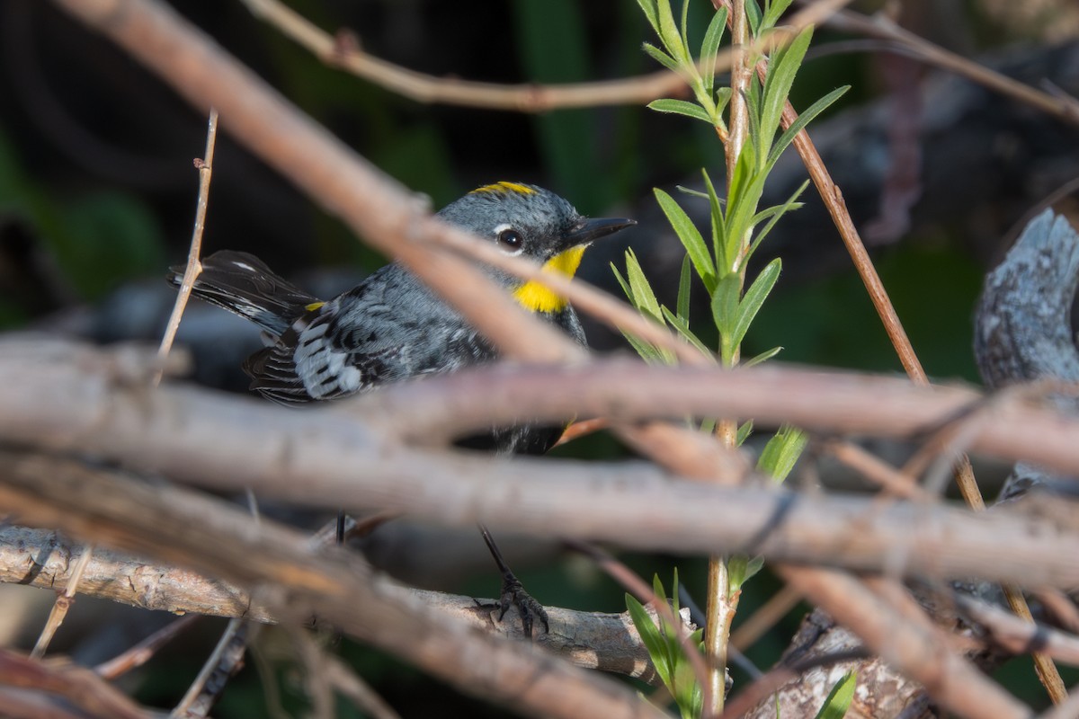 Yellow-rumped Warbler (Audubon's) - ML618646188