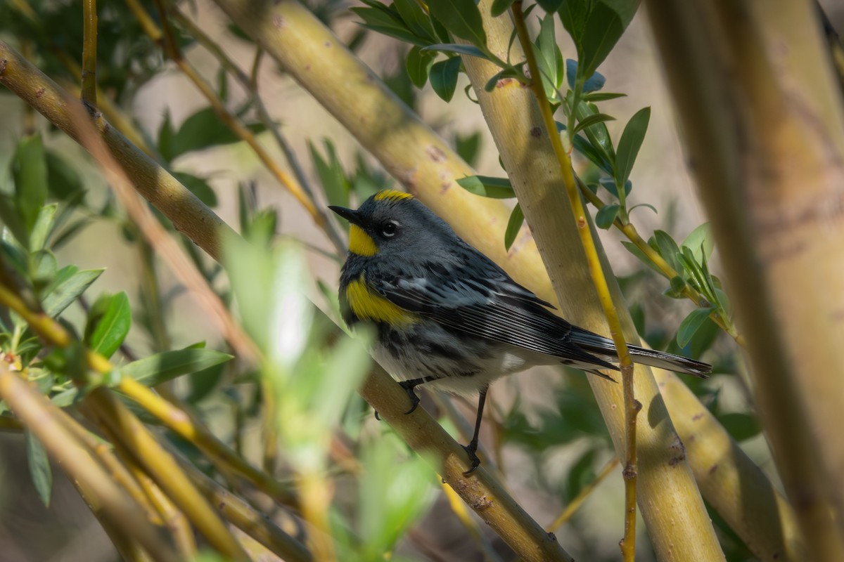 Yellow-rumped Warbler (Audubon's) - ML618646189