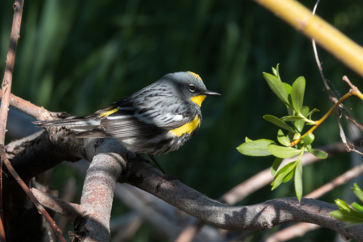 Yellow-rumped Warbler (Audubon's) - ML618646190