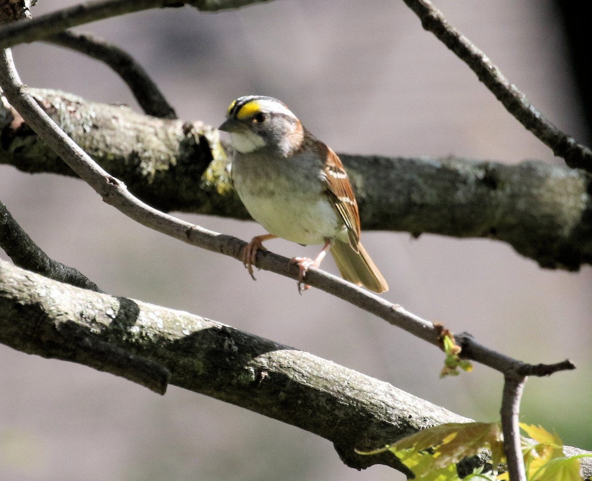 White-throated Sparrow - ML618646191
