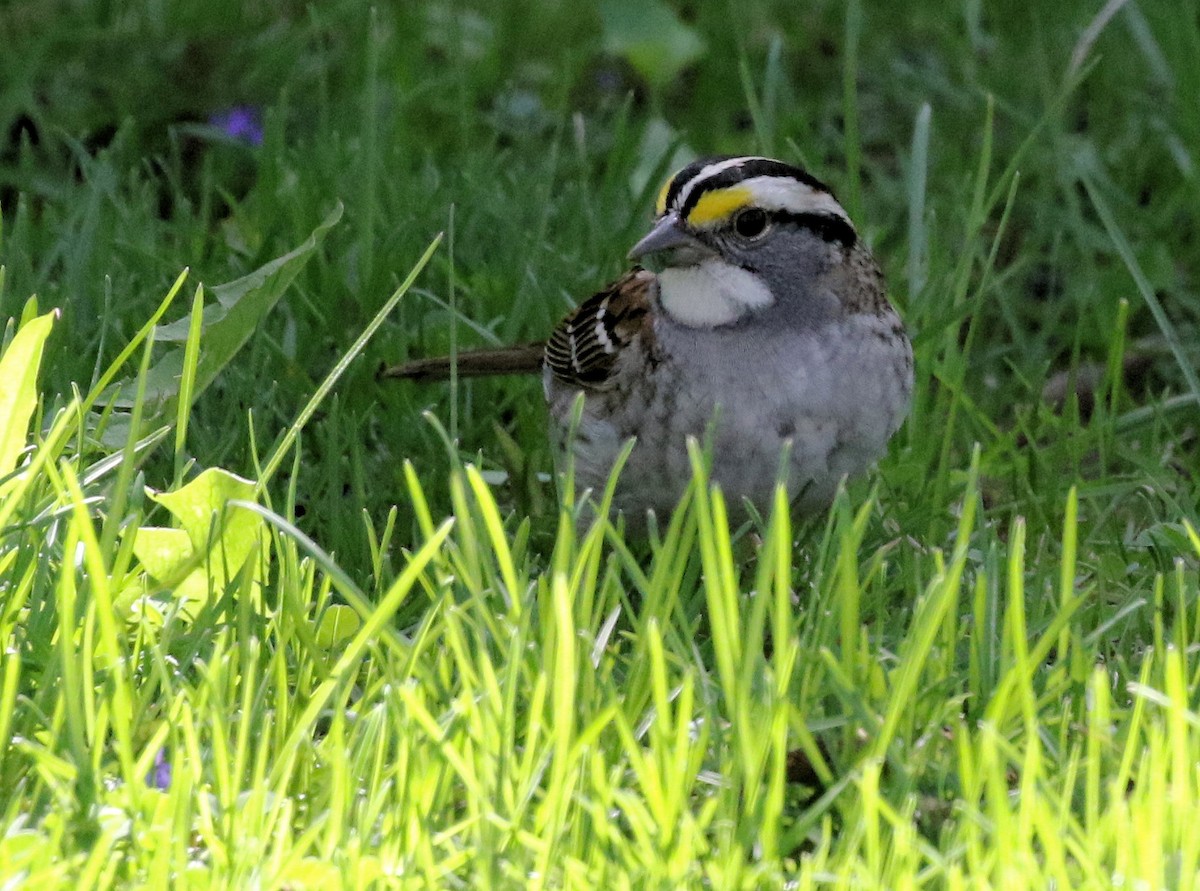 White-throated Sparrow - ML618646192