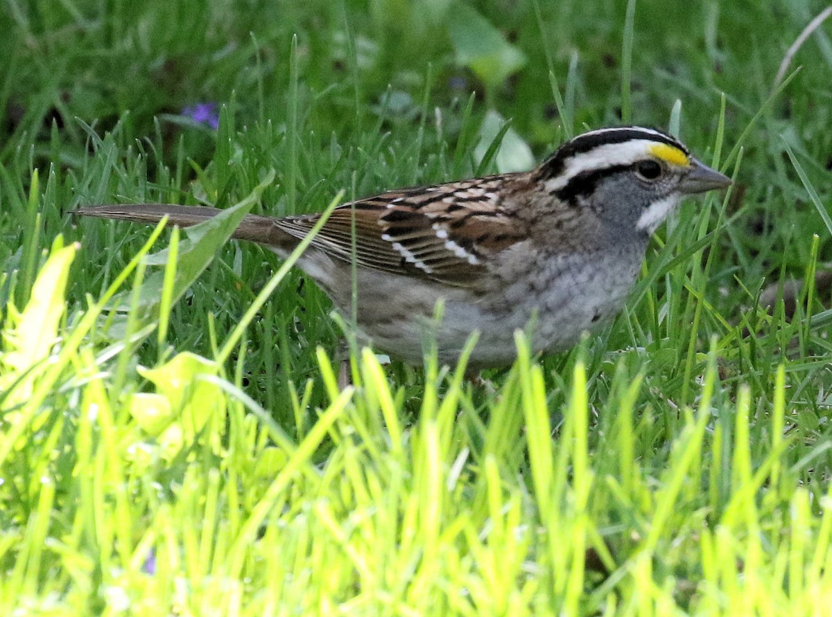 White-throated Sparrow - ML618646194