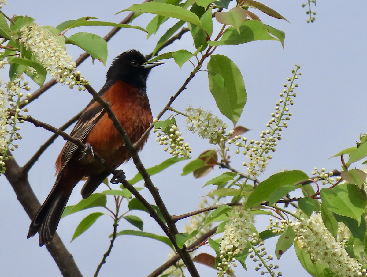 Orchard Oriole - ML618646197