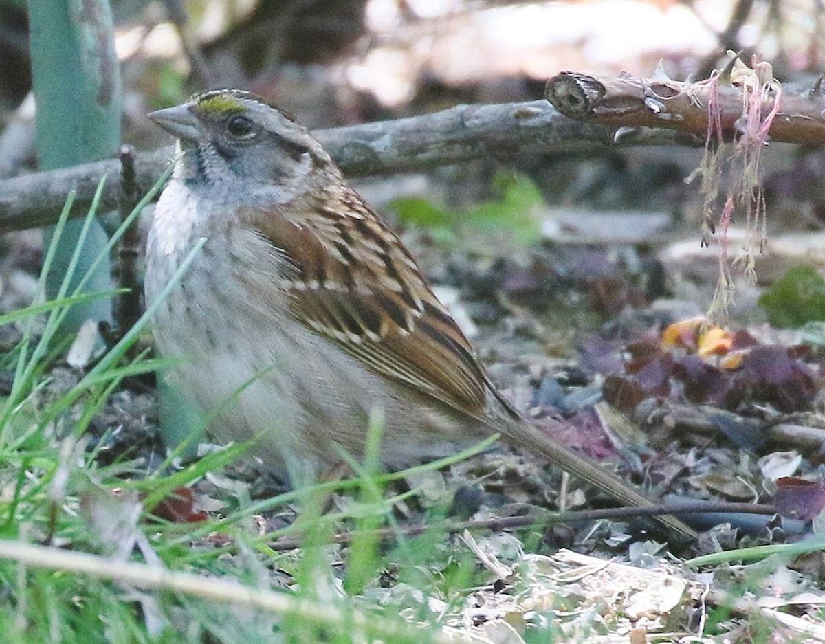 White-throated Sparrow - ML618646208