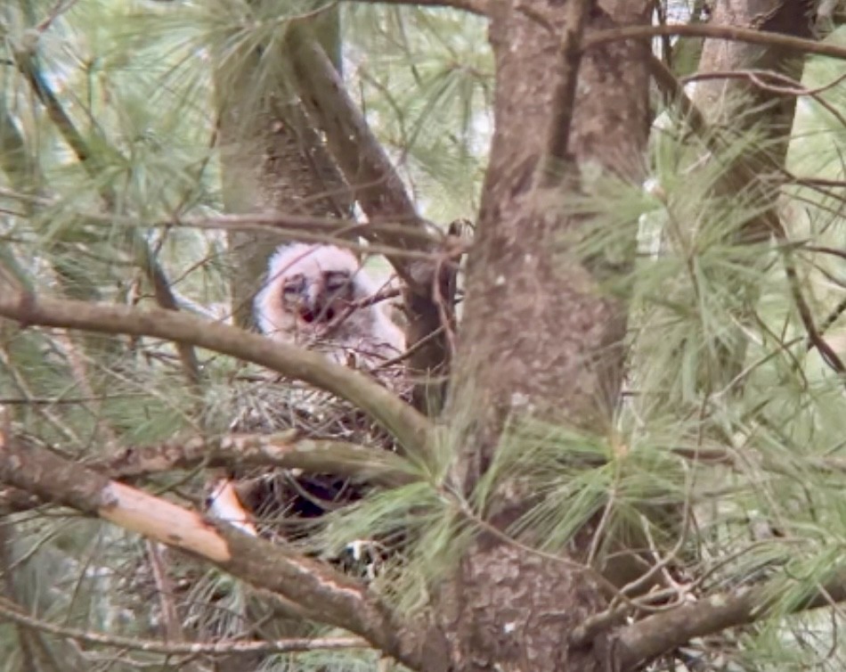 Great Horned Owl - ML618646306