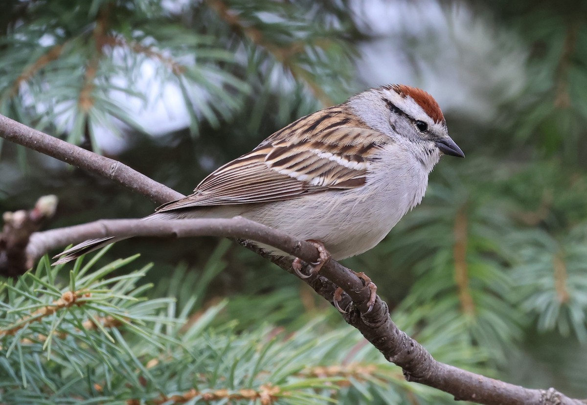 Chipping Sparrow - Jean-Pierre Gagné