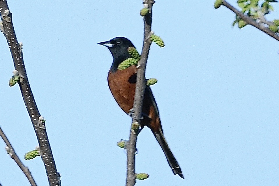 Orchard Oriole - ML618646340