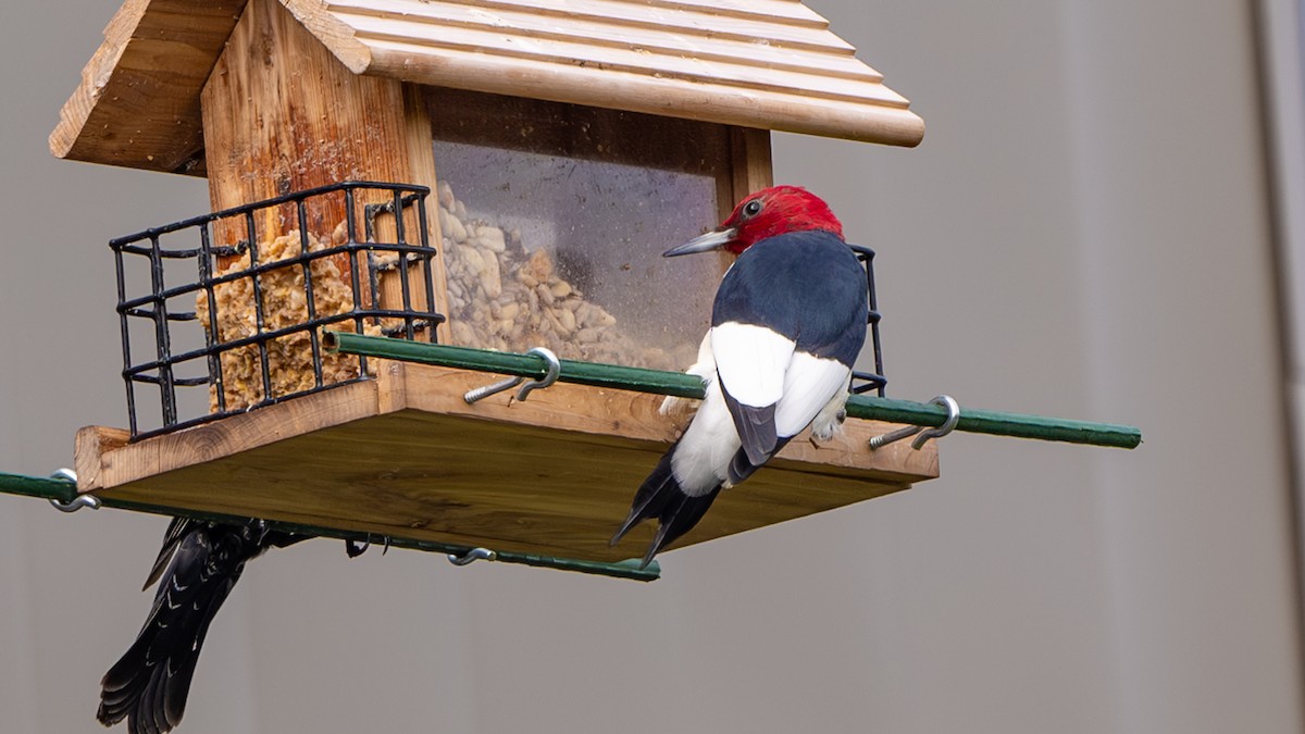 Red-headed Woodpecker - ML618646348