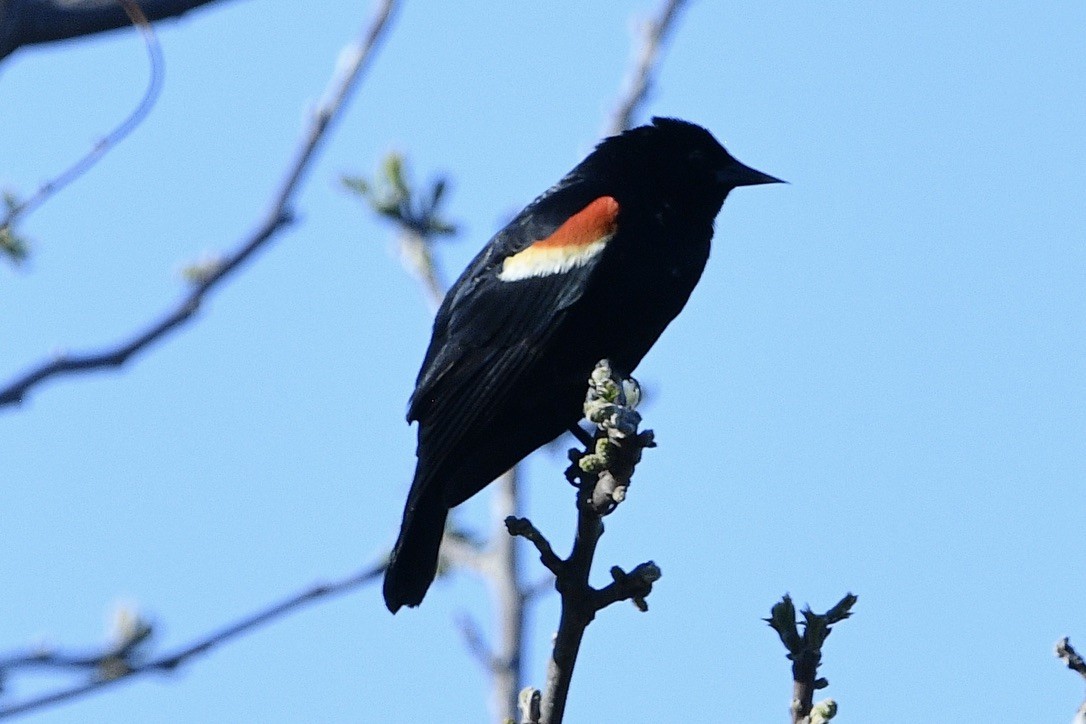 Red-winged Blackbird - ML618646360
