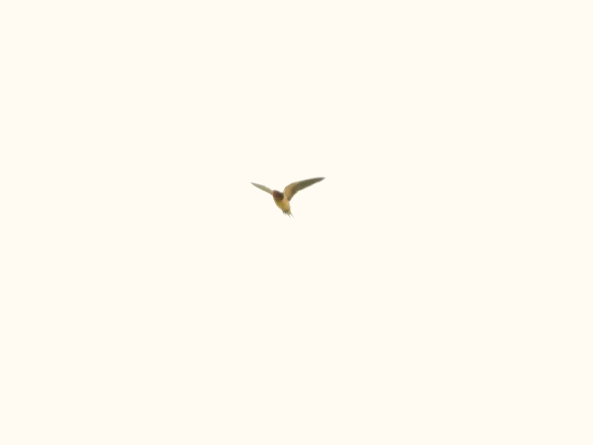 Barn Swallow - ML618646370