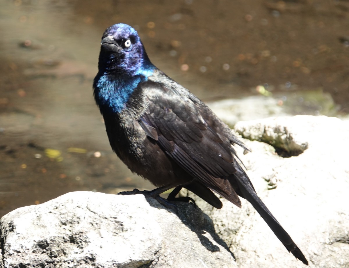 Common Grackle - Keith Baxter
