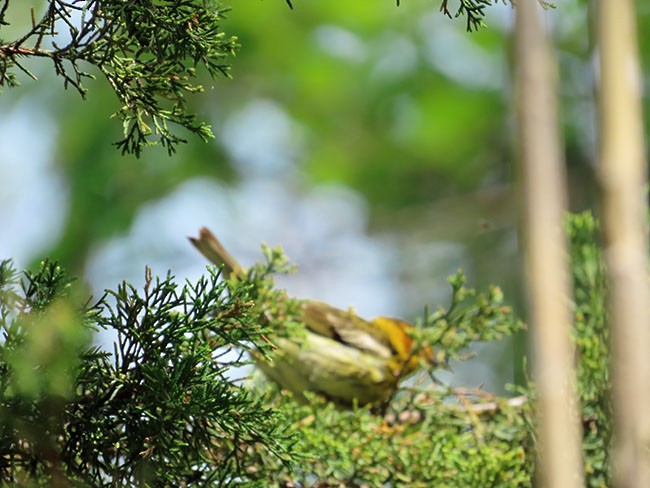 Cape May Warbler - ML618646418