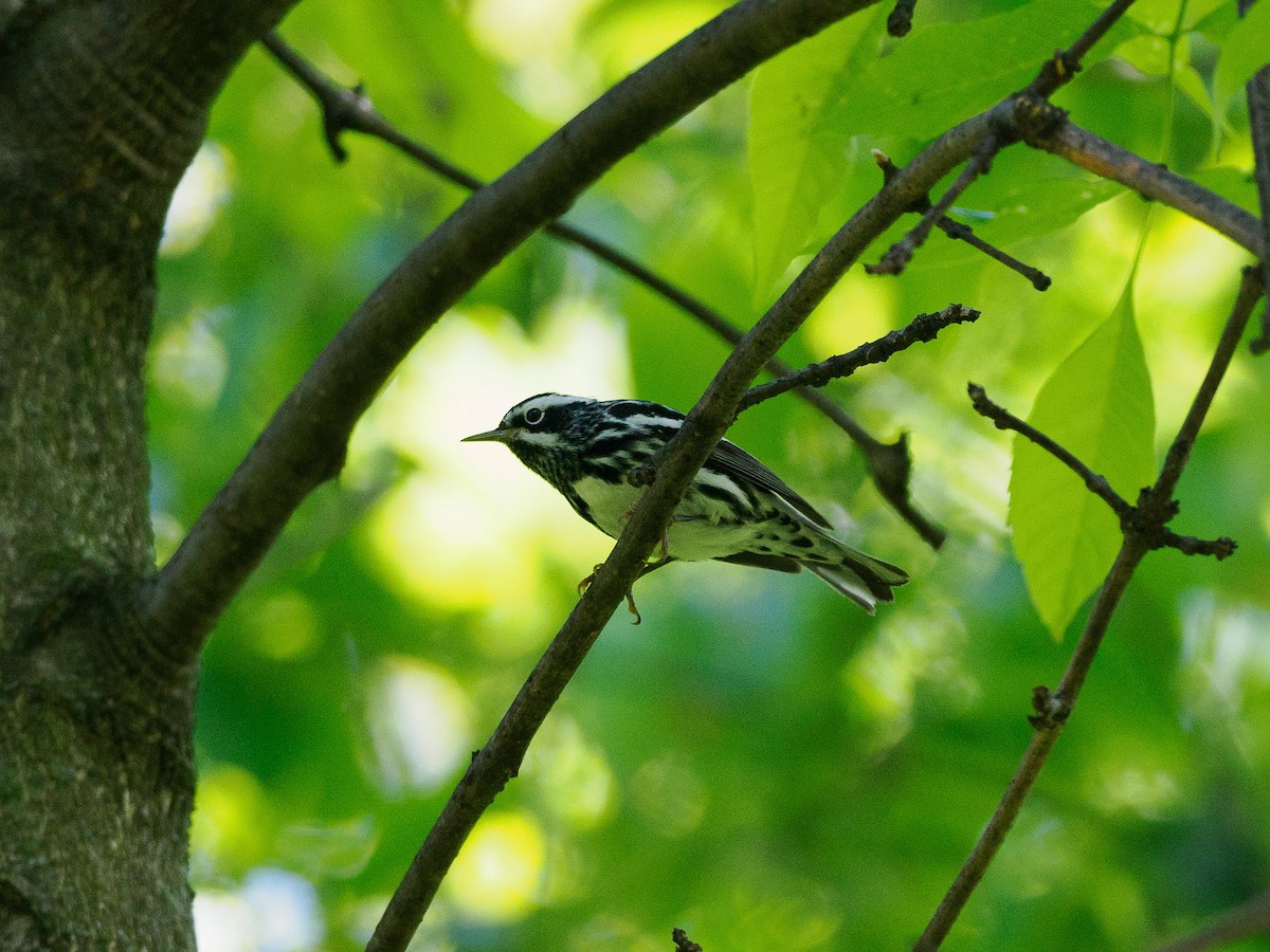 Black-and-white Warbler - ML618646515