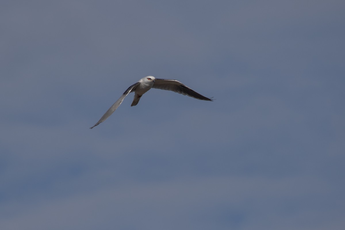 Black-shouldered Kite - ML618646535