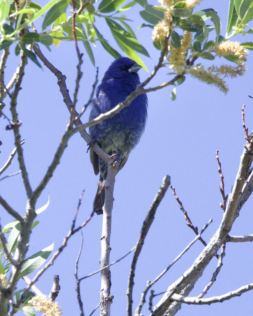 ub. spurvefugl (Passeriformes sp.) - ML618646536
