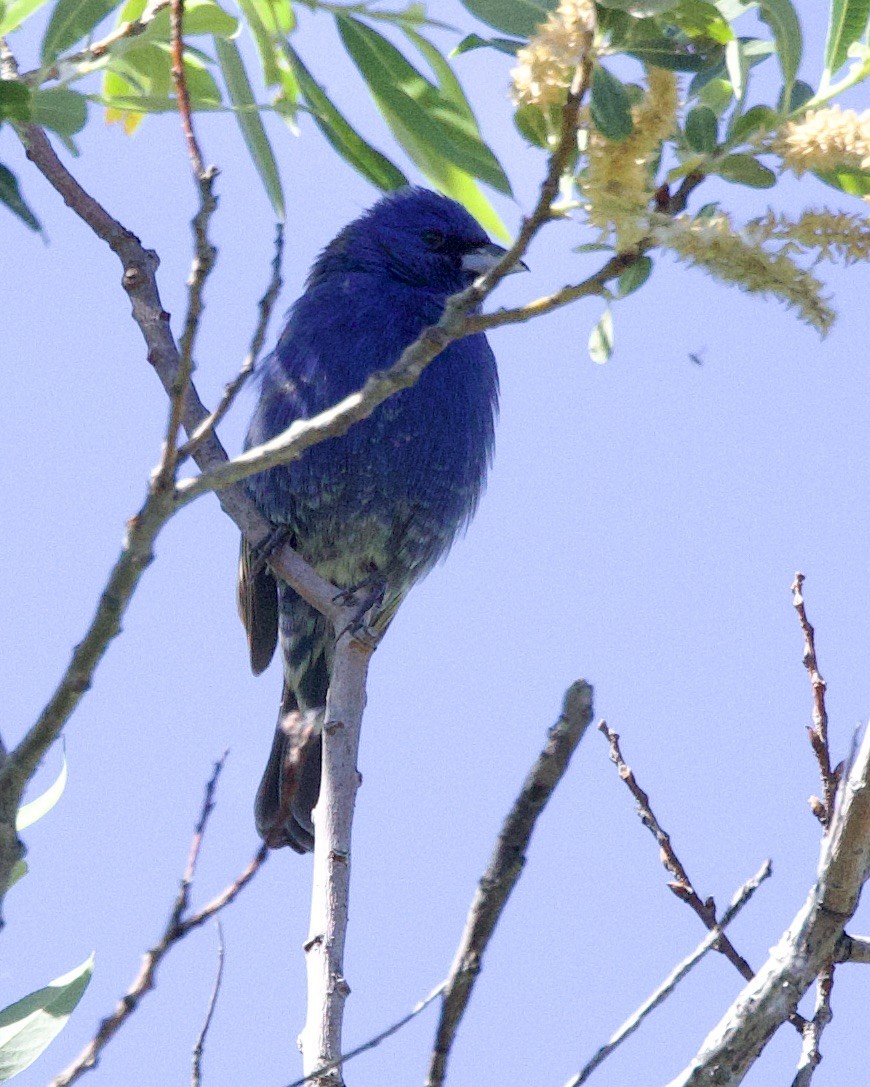 ub. spurvefugl (Passeriformes sp.) - ML618646537
