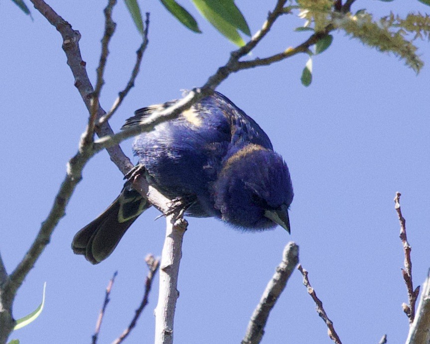 ub. spurvefugl (Passeriformes sp.) - ML618646538